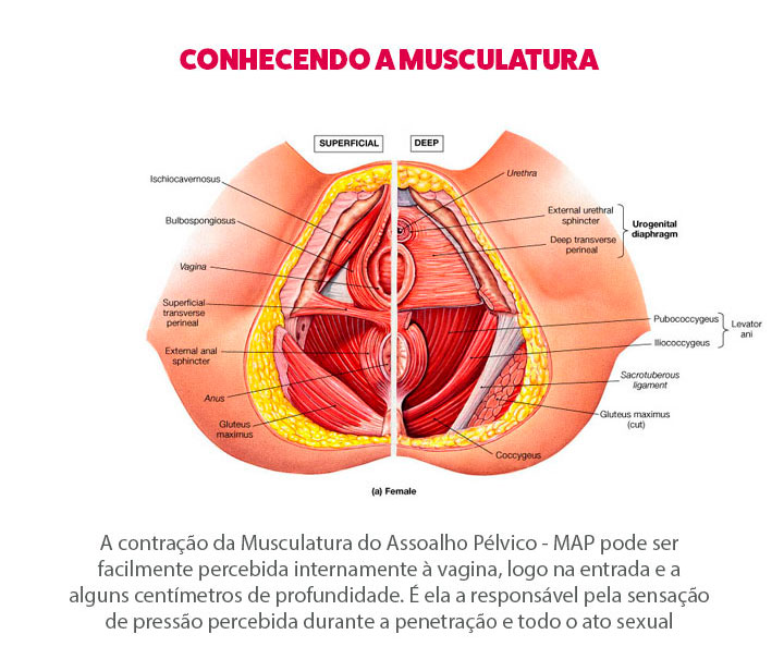 pompoarismo musculatura